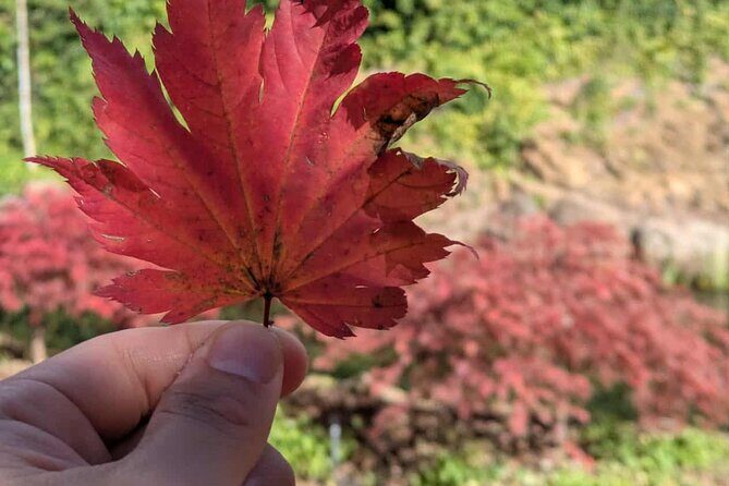 Mayfield Gardens Autumn Tour from Sydney with Echo Point Stop - Final Word