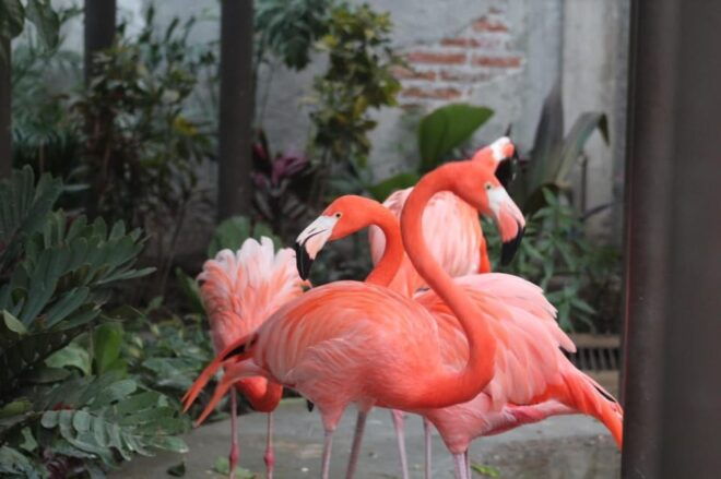Mazatlán: City Tour & Observatory 1872 (A Historical Sense) - Mazatlán Museum and Bird Sanctuary
