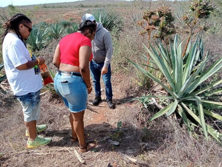 Mazatlan: Mezcal Factory Tour With Tasting and Lunch - Itinerary and Experience