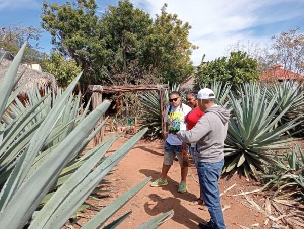 Mazatlan: Mezcal Factory Tour With Tasting and Lunch - Agave Plantation Exploration