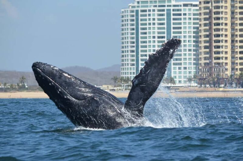 Mazatlán: Whale-Watching Boat Tour with Marine Experts - Good To Know