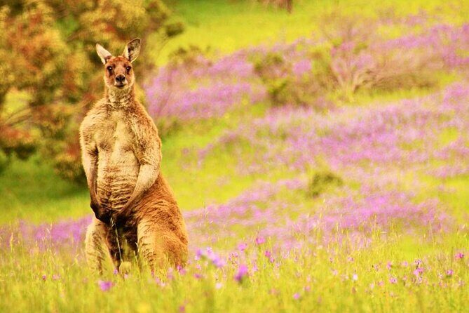 McLaren Vale 4x4 Premium Food and Wine Tour with Private Lunch - FAQ