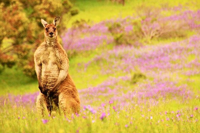Mclaren Vale 4x4 Premium Food and Wine Tour With Private Lunch - Meeting and Pickup Details