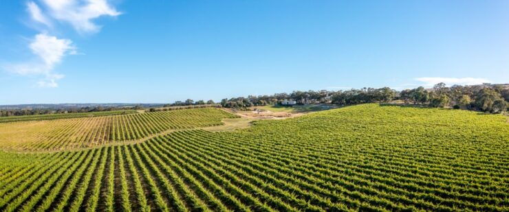 McLaren Vale: Biodynamic Wine Tasting and Degustation Lunch - Experience Highlights