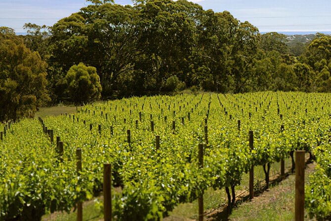 McLaren Vale & Historic Hahndorf Wine Tour - Gourmet Lunch Options