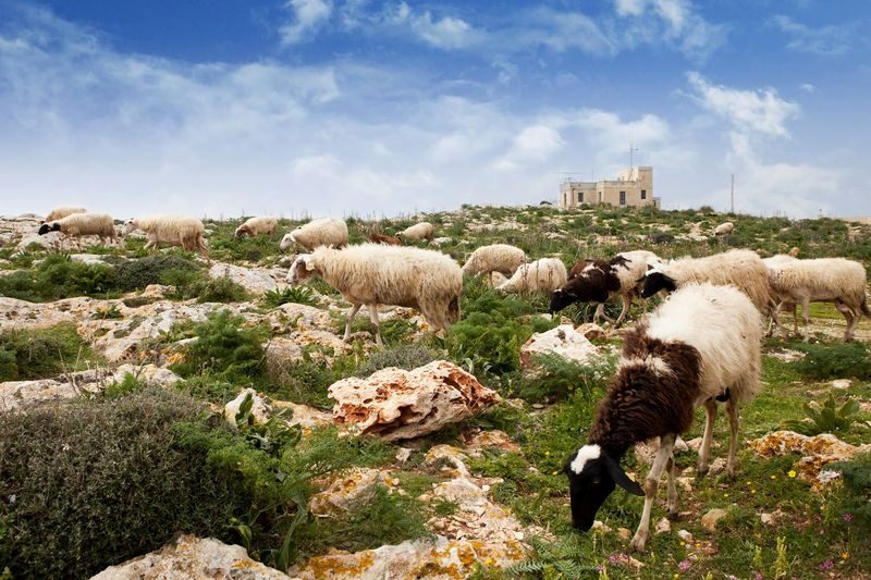 Mdina, Dingli Cliffs and San Anton Botanical Gardens Tour - At a glance