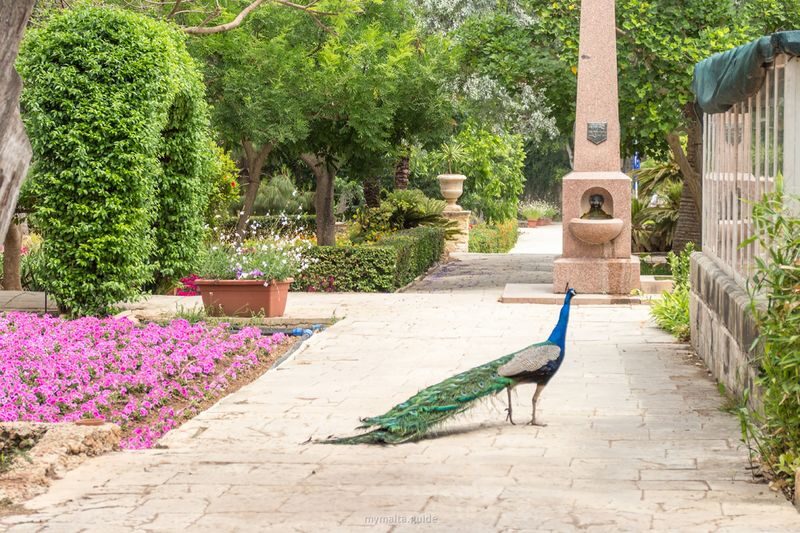 Mdina, Dingli Cliffs and San Anton Botanical Gardens Tour - What the four-hour schedule means