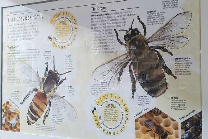 Mead and Honey Tasting Experience - FAQs