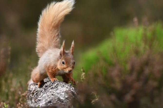Meandering Through The Highlands of Scotland (South) - Inverness Exploration
