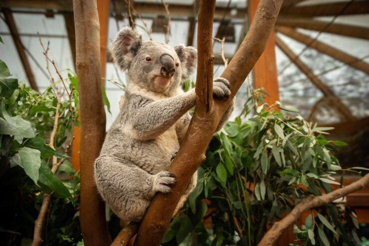 Mechelen: Planckendael ZOO Entry Ticket - Ticket Information and Booking