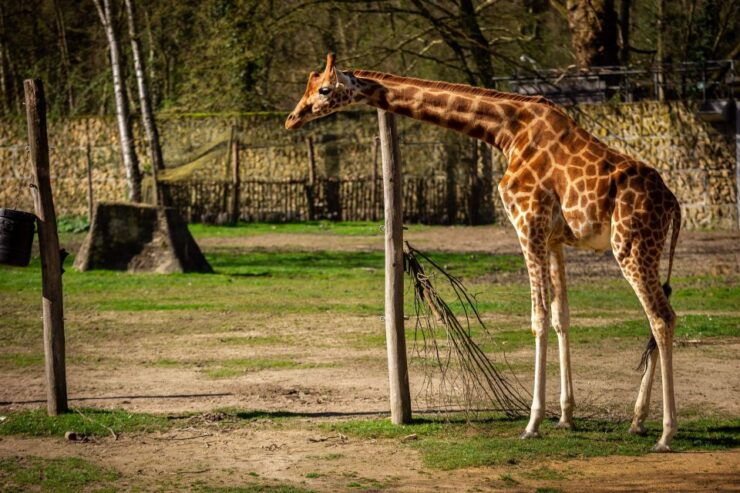 Mechelen: Planckendael ZOO Entry Ticket - Zoo Experience