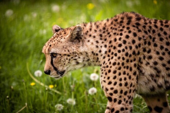 Mechelen: Planckendael ZOO Entry Ticket - Wildlife