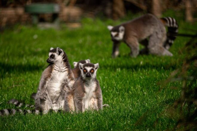 Mechelen: Planckendael ZOO Entry Ticket - Dining Options