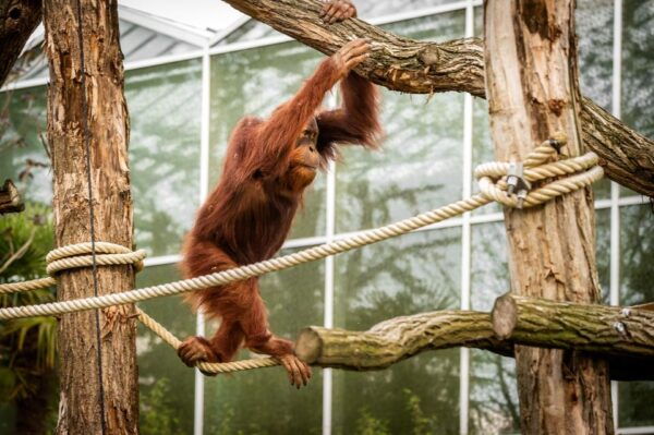 Mechelen: Planckendael ZOO Entry Ticket - The Sum Up