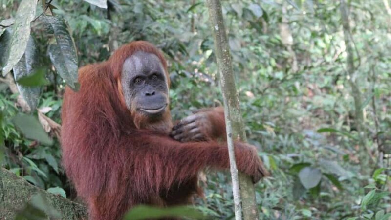 Medan: 3-Day Bukit Lawang Orangutan Tour Package - Final Thoughts: Who Should Consider This Tour?