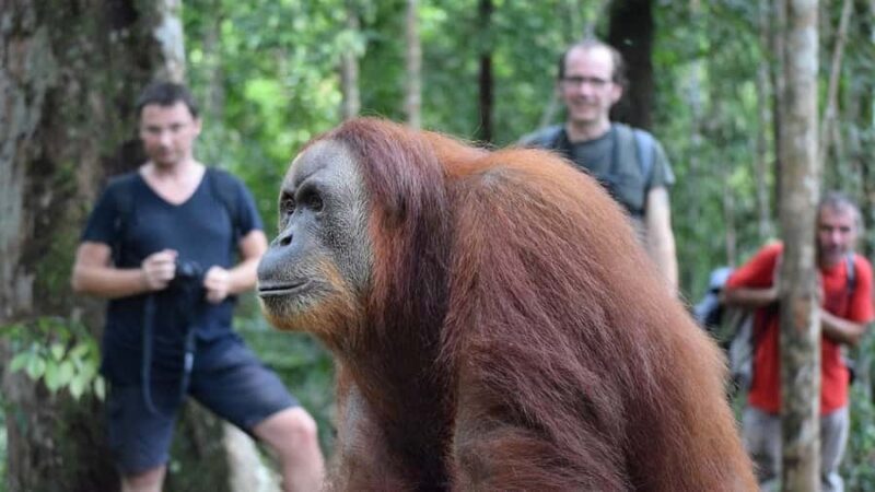 Medan: 3-Day Bukit Lawang Orangutan Tour Package - Discovering Medan and the Journey to Bukit Lawang