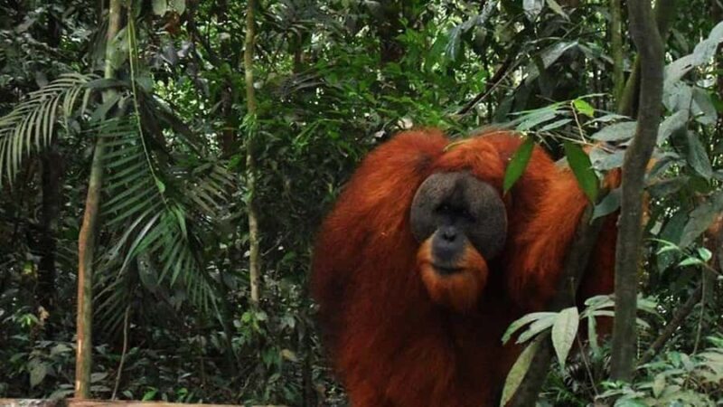 Medan: 3-Day Bukit Lawang Orangutan Tour Package - Day 1: Welcome to the Jungle