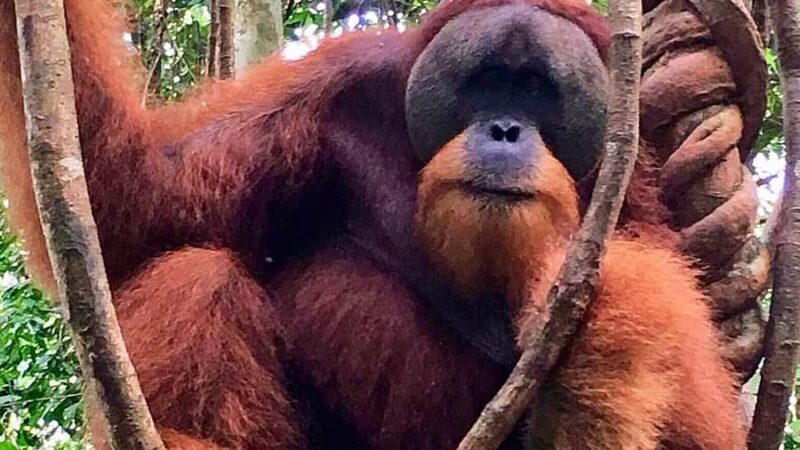 Medan: 3-Day Bukit Lawang Orangutan Tour Package - Transportation, Accommodation, and Value