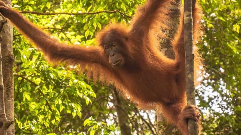 Medan: 3-Day Bukit Lawang Orangutan Tour Package - Who Will Love This Tour?