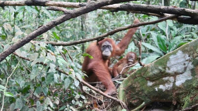 Medan: 3-Day Bukit Lawang Orangutan Tour Package - Final Thoughts