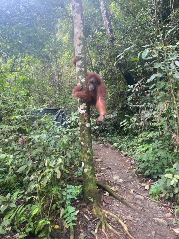 Medan: 7-Day Bukit Lawang Orangutan Exploration Package - Practical Details and Considerations
