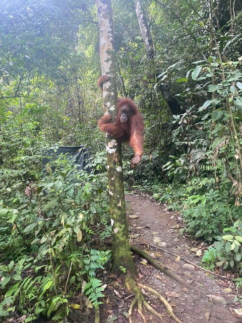 Medan: 7-Day Bukit Lawang Orangutan Exploration Package - Key Points