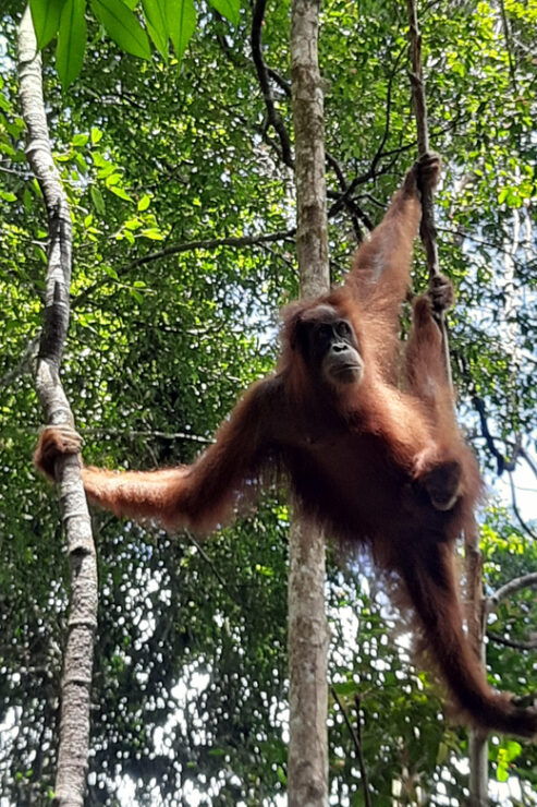 Medan: 7-Day Bukit Lawang Orangutan Exploration Package - Adventure Experience