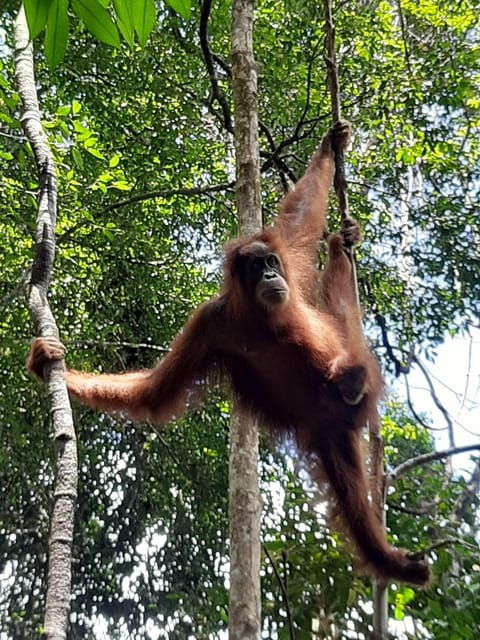 Medan: 7-Day Bukit Lawang Orangutan Exploration Package - Detailed Itinerary