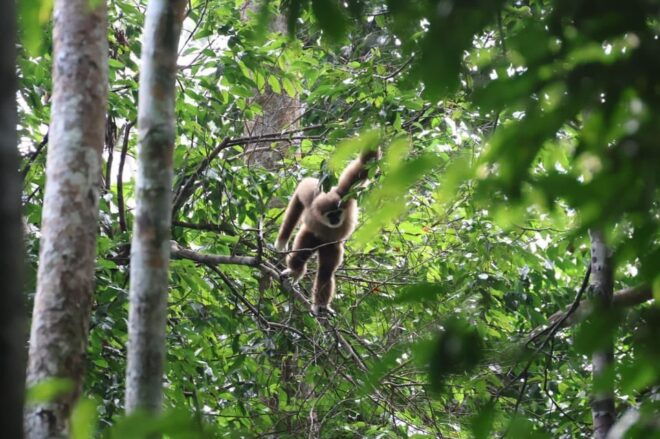 Medan: 7-Day Bukit Lawang Orangutan Exploration Package - Inclusions and Amenities