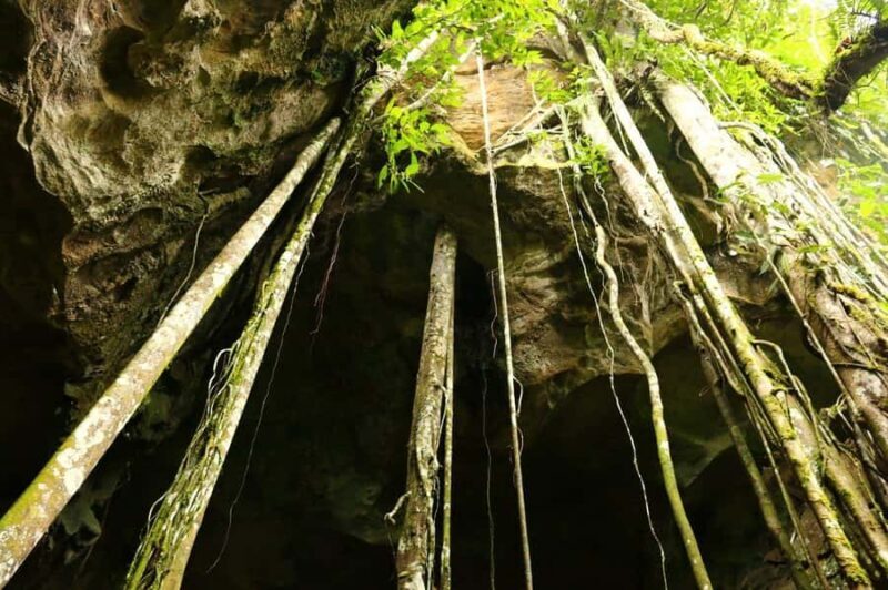 Medan: Bat Cave Exploration and Riverside Picnic - An Overview of the Experience