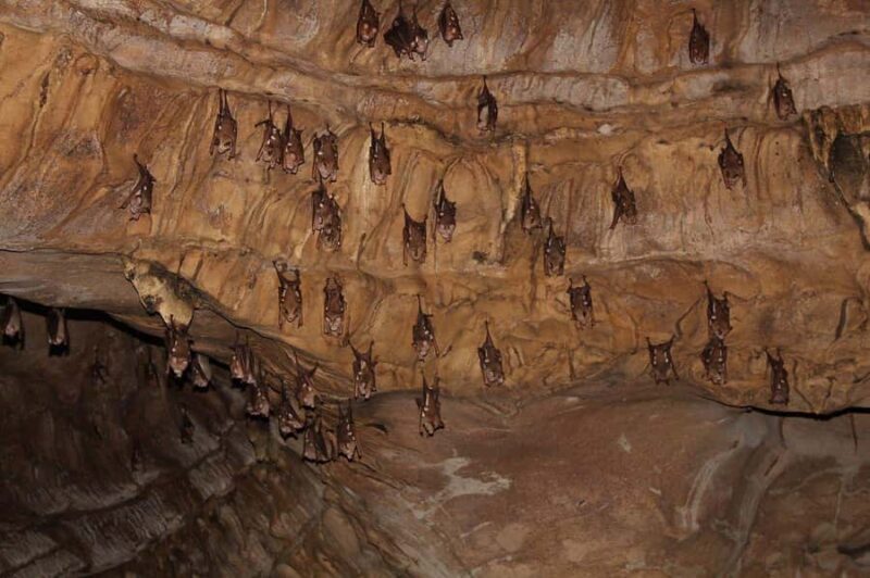 Medan: Bat Cave Exploration and Riverside Picnic - FAQ