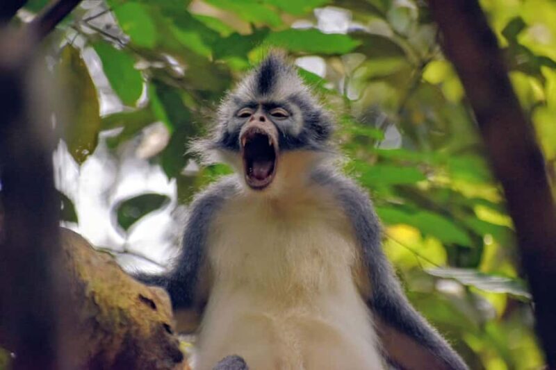 Medan: Bukit Lawang & Berastagi 5-Day Adventure Tour - The Journey Begins: From Medan to the Jungle