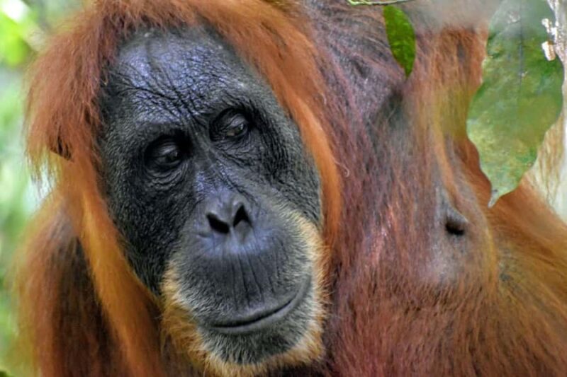 Medan: Bukit Lawang & Berastagi 5-Day Adventure Tour - River Tubing: A Refreshing Finish