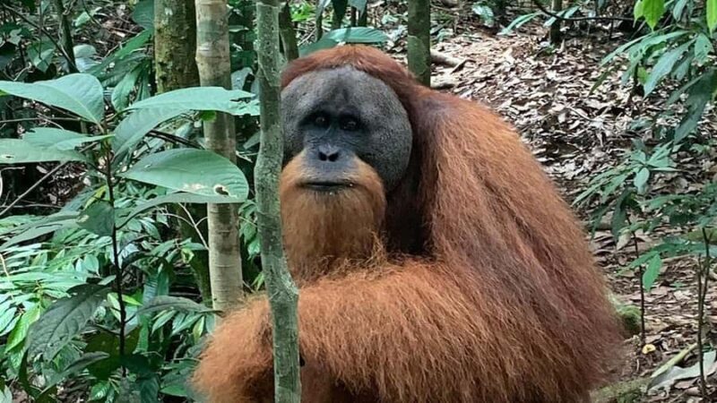Medan: Bukit Lawang Orangutan Tour - The Sum Up: Is This Tour Worth It?