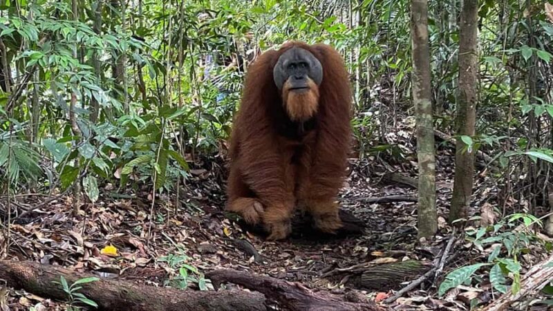 Medan: Bukit Lawang Orangutan Tour - An In-Depth Look at the Bukit Lawang Orangutan Tour