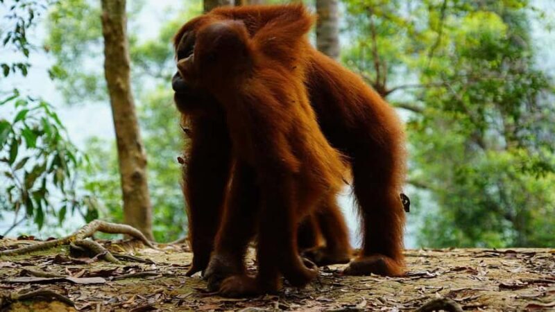 Medan: Discover the Best of Sumatra Day Trip! - FAQ