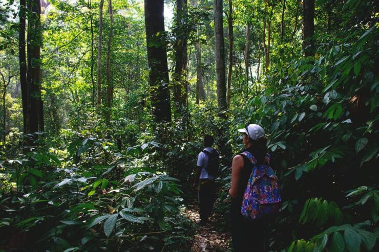 Medan: in the Jungle of Mount Leuser National Park Day Trip - Key Points