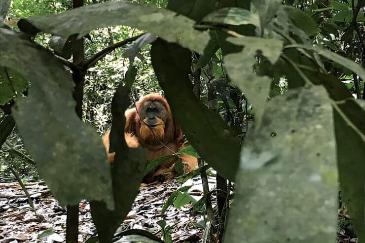 Medan: in the Jungle of Mount Leuser National Park Day Trip - Detailed Itinerary