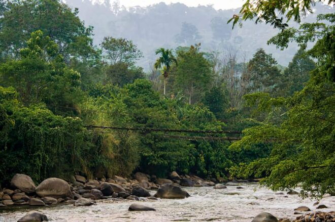 Medan: in the Jungle of Mount Leuser National Park Day Trip - Customer Feedback