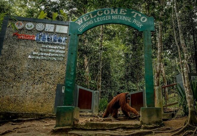 Medan: in the Jungle of Mount Leuser National Park Day Trip - Booking Process and Options