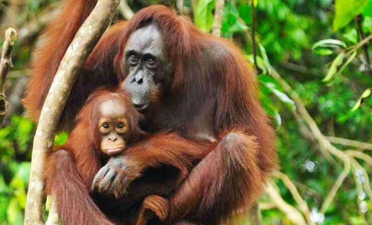 Medan: Mount Leuser National Park Full-Day Trip - Booking Details