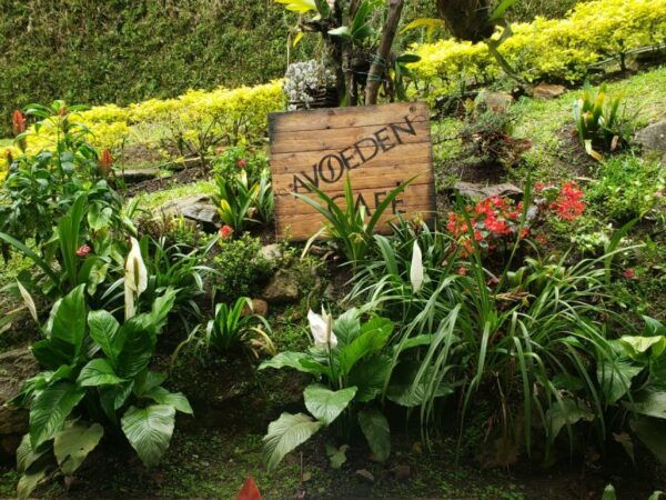 Medellin: Avoeden Café Coffee Brewing Workshop - Frequently Asked Questions