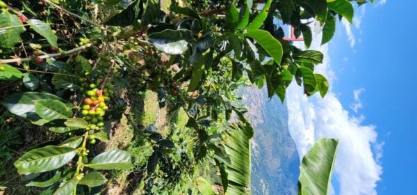 Medellin: Coffee Farm Tour & Spa With Overnight Glamping - Secure Your Spot