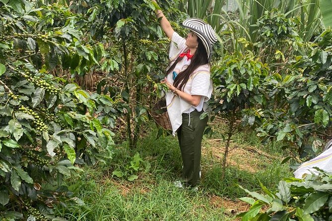 Medellín Coffee Tour: Tastings & Transport Included - Tour Highlights