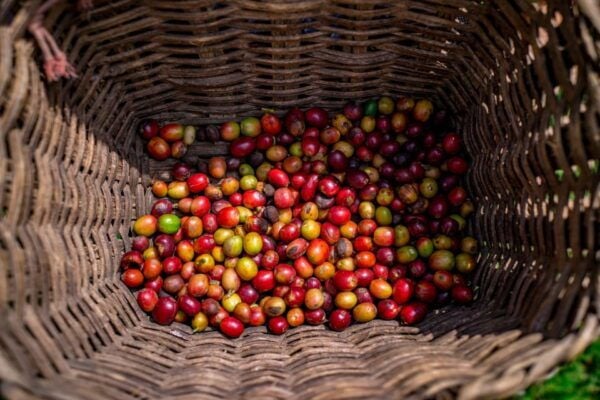 Medellín: Coffee Tour With Tastings and Lunch - Coffee Tasting Experience