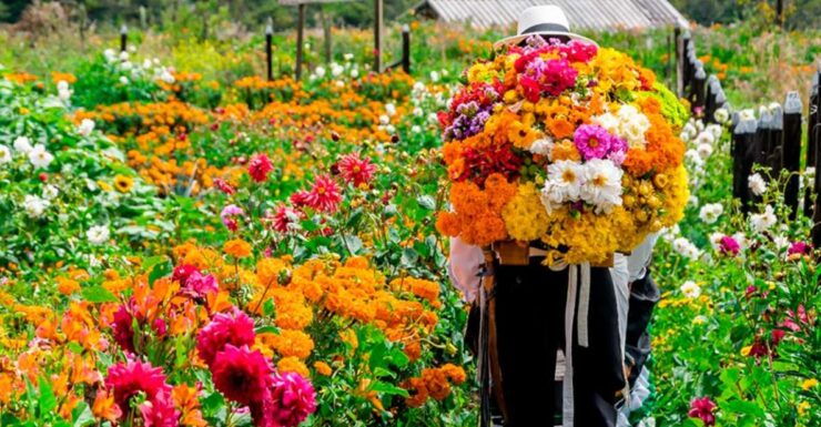 Medellín: Flower Farm & Silletero History Tour - Booking Details