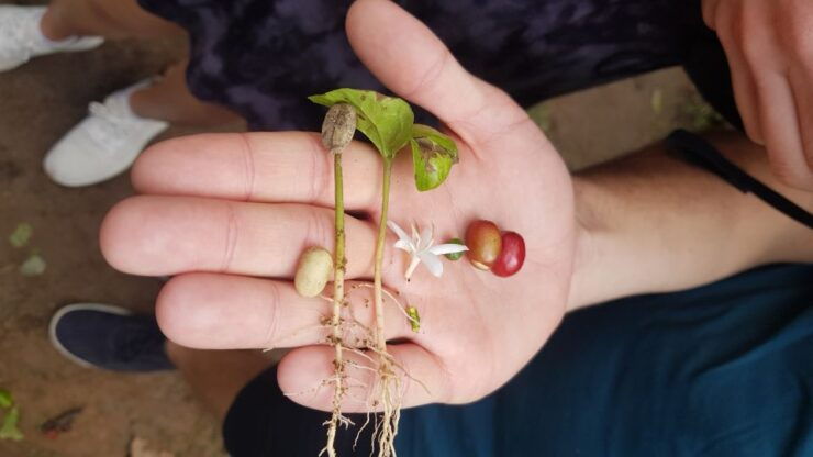 Medellin: Guatape, El Peñol Coffee Farm Private Tour & Fruit - Tour Details