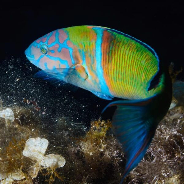 Medes Islands: Snorkeling at the Beautiful Nature Park - Frequently Asked Questions
