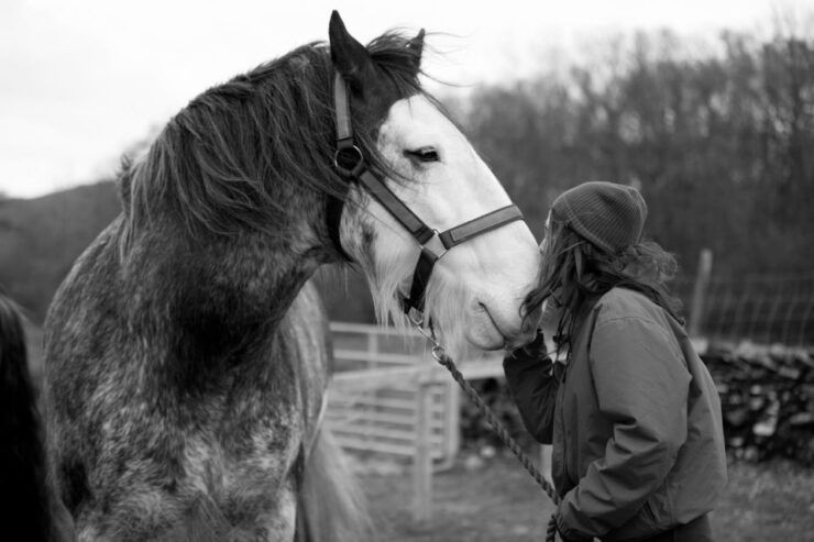 Meditate With Horses Full Circle Experiences - Minimizing Stress and Anxiety Through Meditation