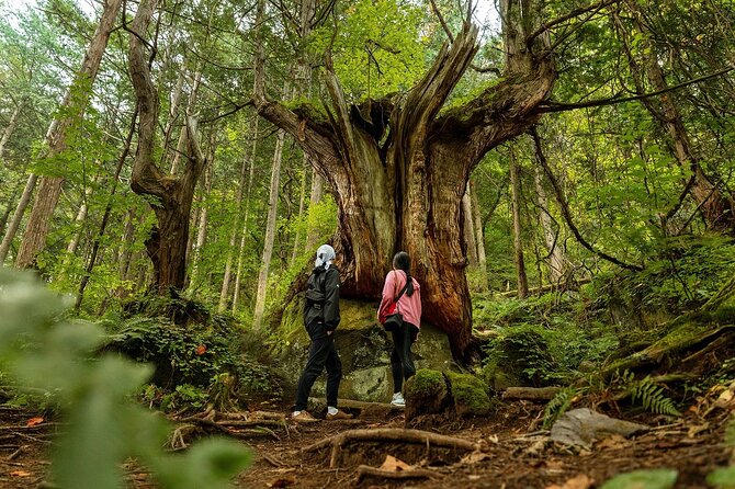Meditation Experience in Nature With Primeval Forest and Springs - Frequently Asked Questions